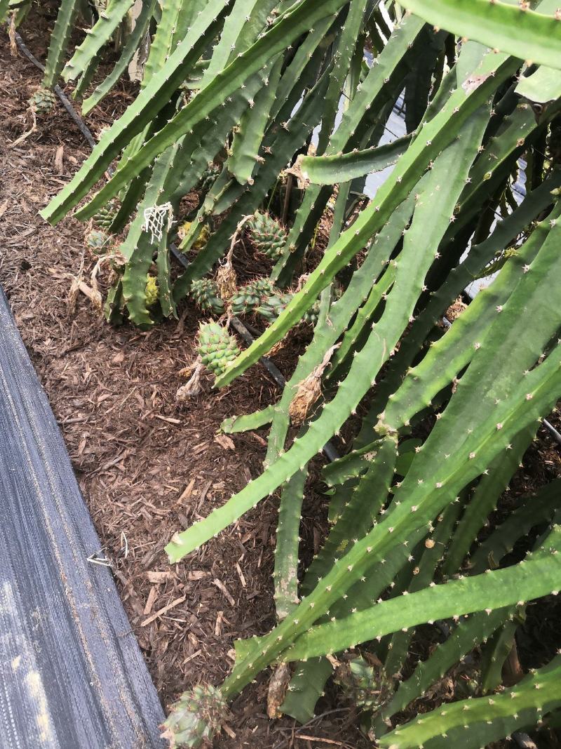 火龙果现场嫁接全包，燕窝火龙果嫁接，燕窝火龙果厄瓜多尔
