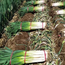 河北热销大葱大量供应可供各种蔬菜供各大商超