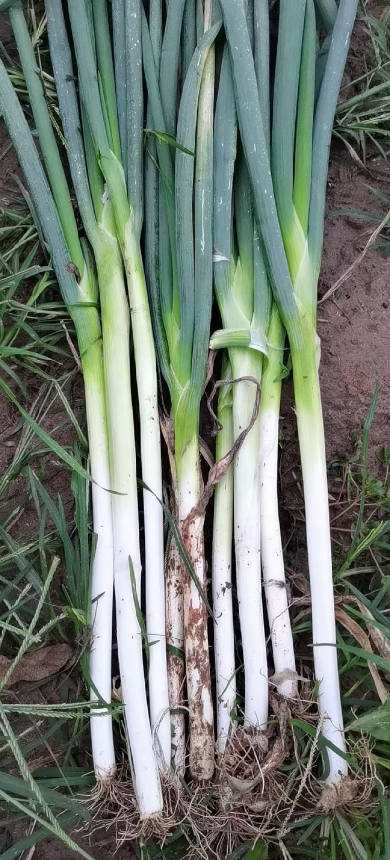 河北热销大葱大量供应可供各种蔬菜供各大商超