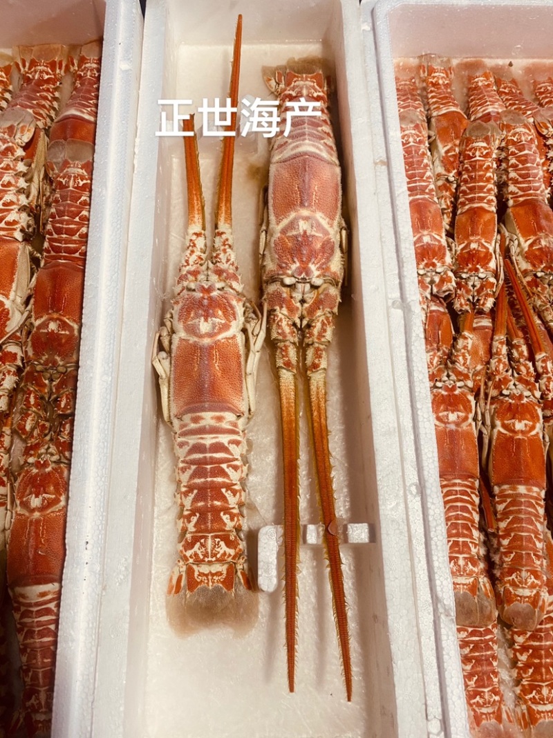 龙虾深海红龙虾，海捕龙虾铁甲龙虾冷冻海鲜一手货源