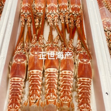 龙虾深海红龙虾，海捕龙虾铁甲龙虾冷冻海鲜一手货源