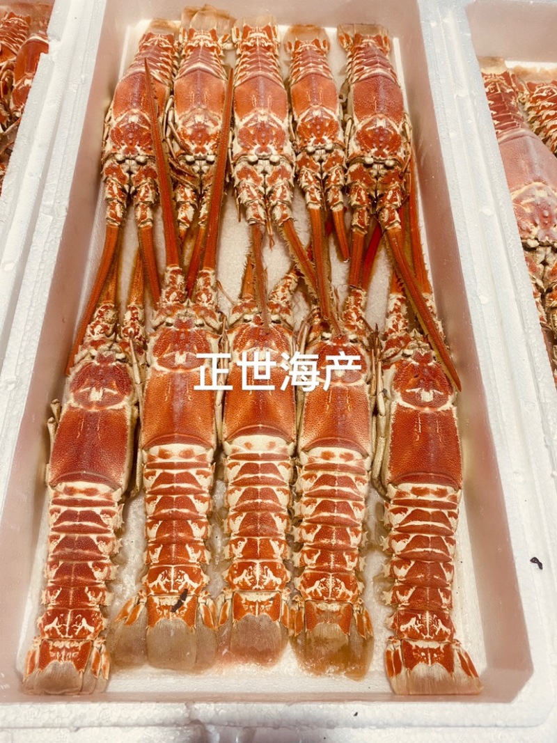 龙虾深海红龙虾，海捕龙虾铁甲龙虾冷冻海鲜一手货源