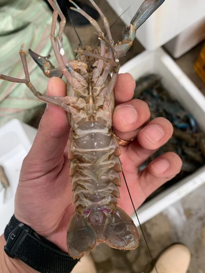 澳龙