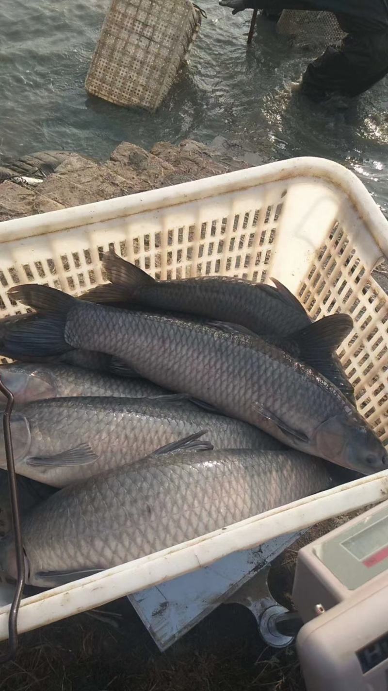 湖南常德淡水鱼青鱼货量充足一手货源量大从优欢迎采购