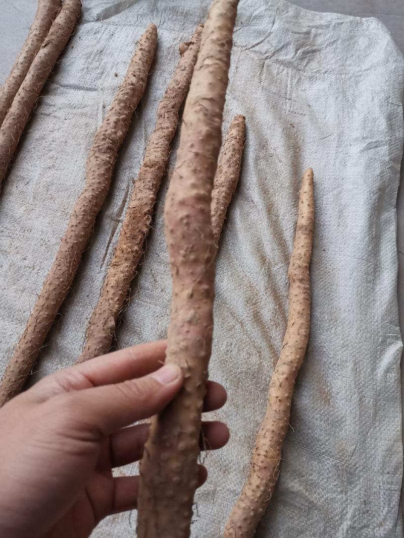 临漳正宗铁棍山药红皮铁杆山药产地直发