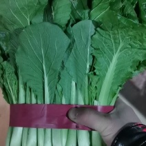 小白菜，精品小白菜，能库存，走市场，进超市
