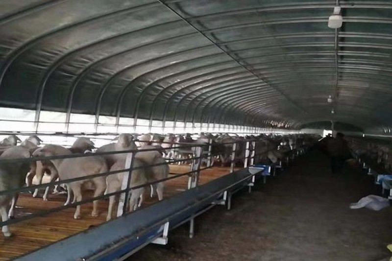养殖大棚骨架钢管全套养鸡场猪棚牛棚羊圈搭建椭圆管大棚