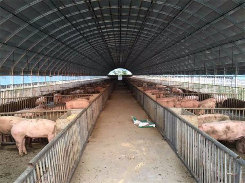 养殖大棚骨架钢管全套养鸡场猪棚牛棚羊圈搭建椭圆管大棚