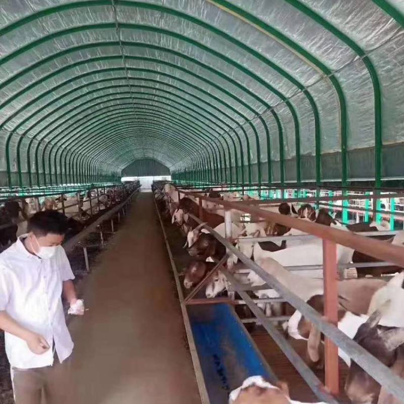 养殖大棚骨架钢管全套养鸡场猪棚牛棚羊圈搭建椭圆管大棚