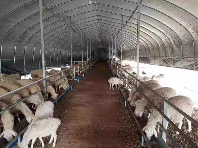养殖大棚骨架钢管全套养鸡场猪棚牛棚羊圈搭建椭圆管大棚