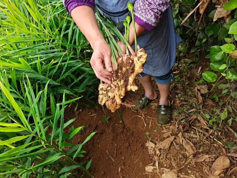 姜小黄姜云南高原红土地