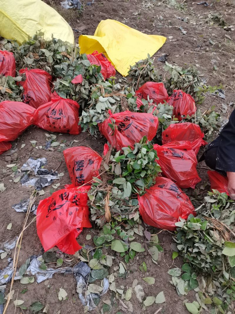 金银花苗湘蕾五号金银花苗木抗病耐寒，顺丰包邮