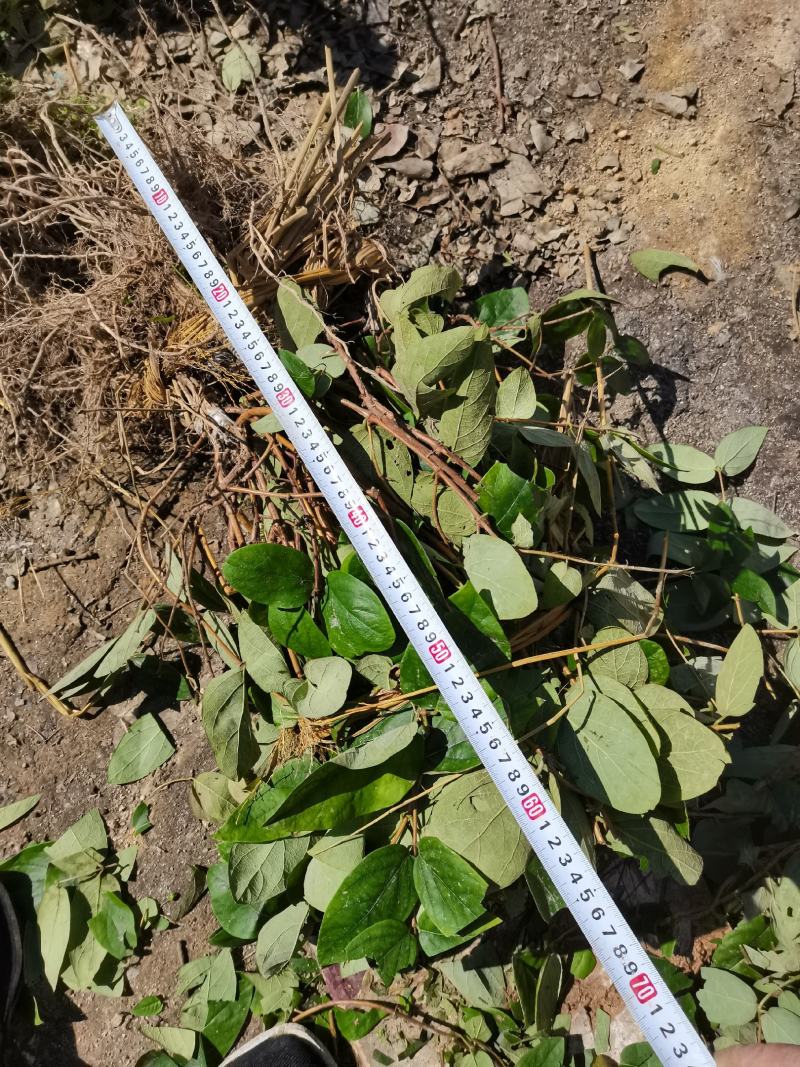金银花苗湘蕾五号金银花苗木抗病耐寒，顺丰包邮