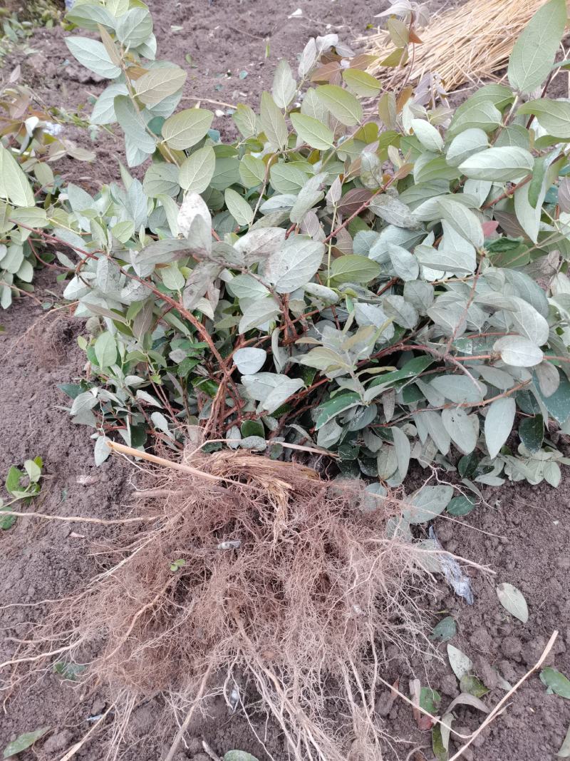 金银花苗湘蕾五号金银花苗木抗病耐寒，顺丰包邮