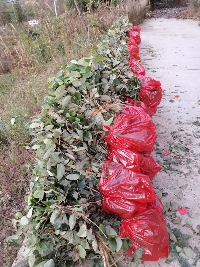 金银花苗湘蕾五号金银花苗木抗病耐寒，顺丰包邮