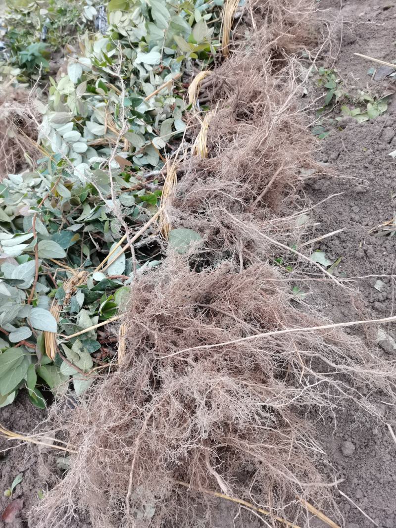 金银花苗湘蕾五号金银花苗木抗病耐寒，顺丰包邮