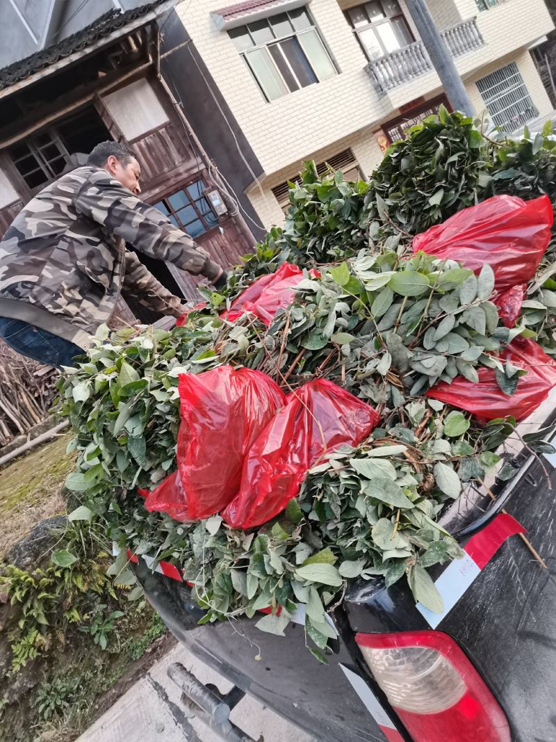 金银花苗湘蕾五号金银花苗木抗病耐寒，顺丰包邮