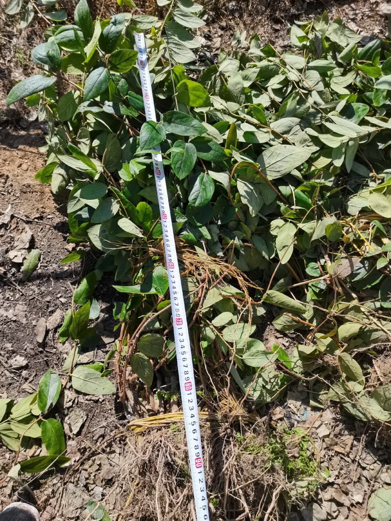 金银花苗湘蕾五号金银花苗木抗病耐寒，顺丰包邮