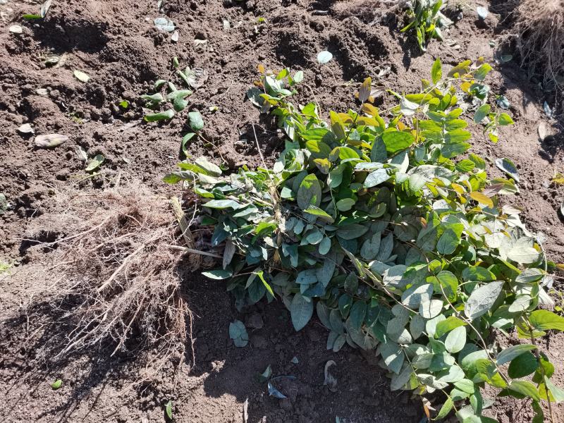 金银花苗湘蕾五号金银花苗木抗病耐寒，顺丰包邮