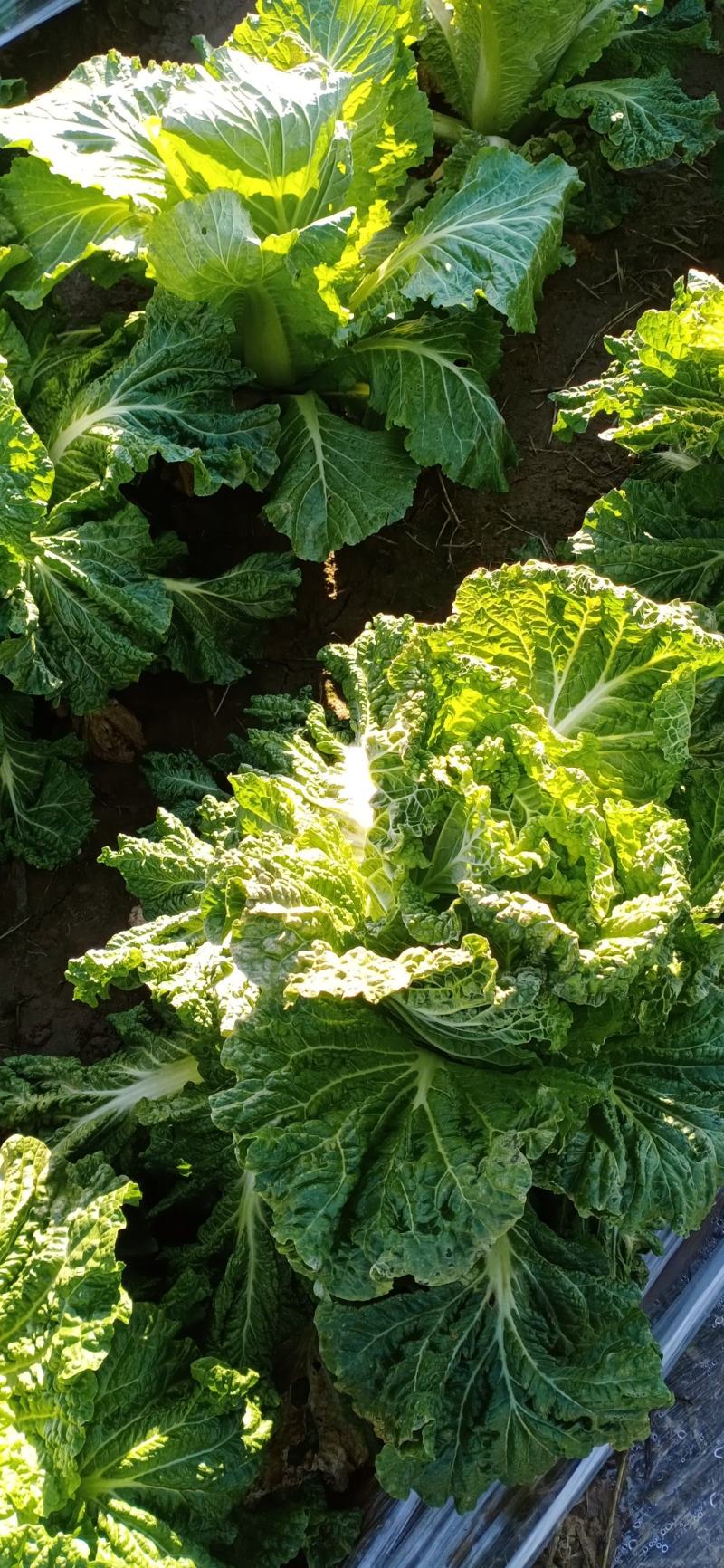 大白菜，黄心，三号。