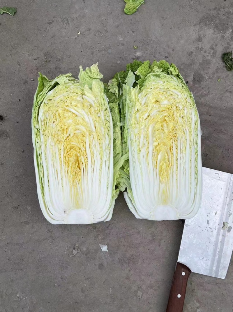 黄心白菜需要的联系便宜！诚信经营！大白菜！便宜好！