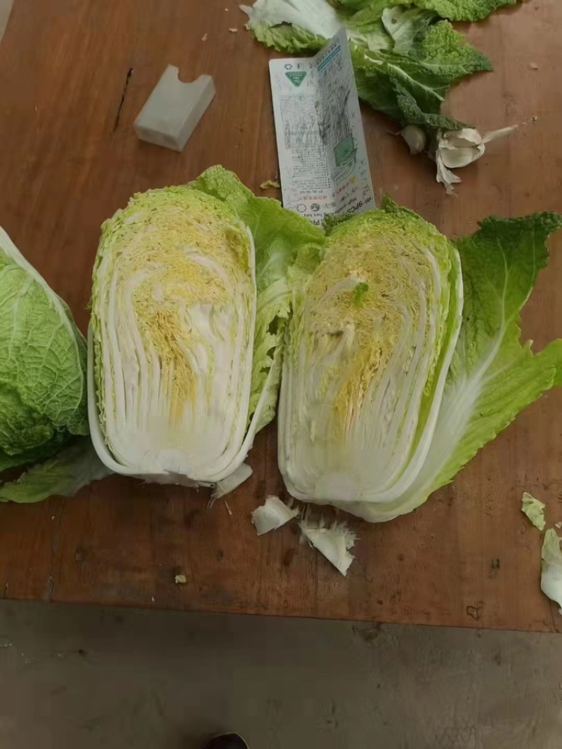 黄心白菜需要的联系便宜！诚信经营！大白菜！便宜好！