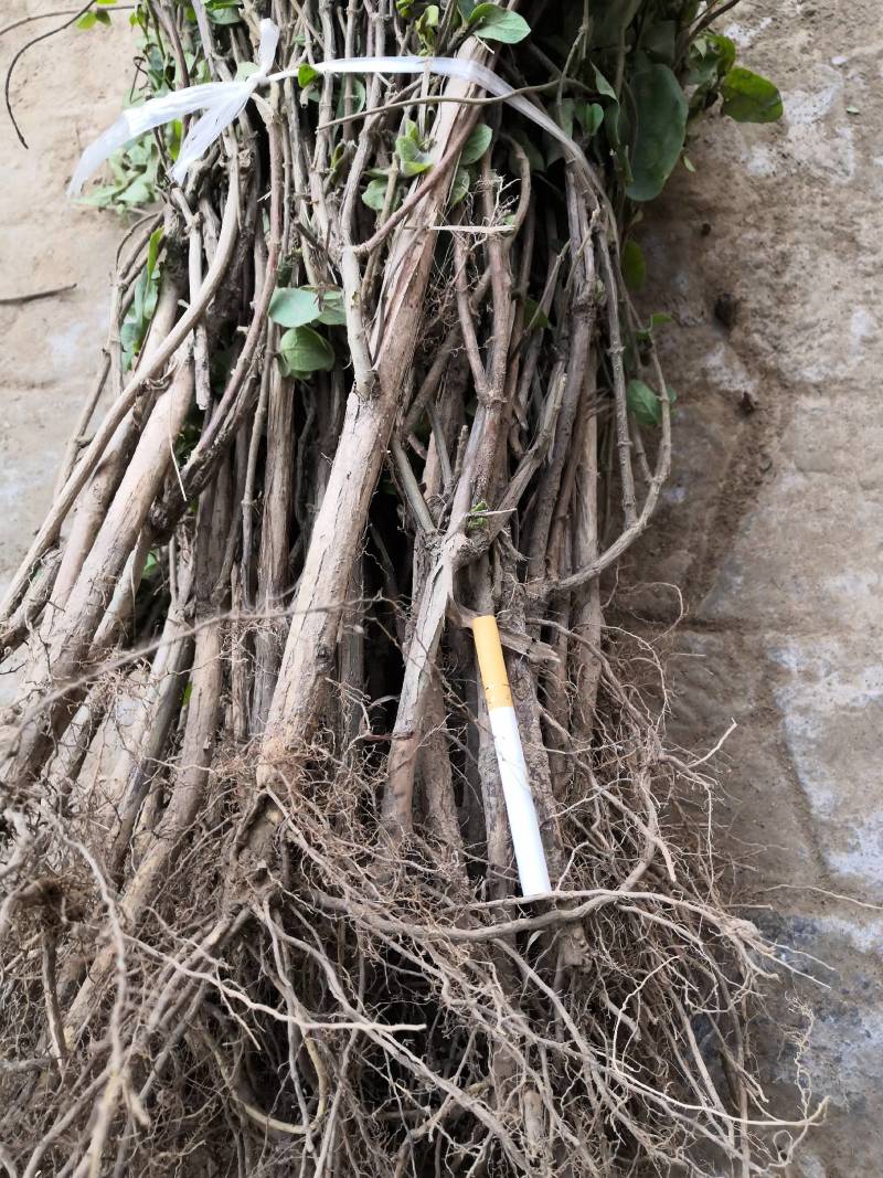 河南封丘县四季树形金银花苗（汇丰一号）正在出售