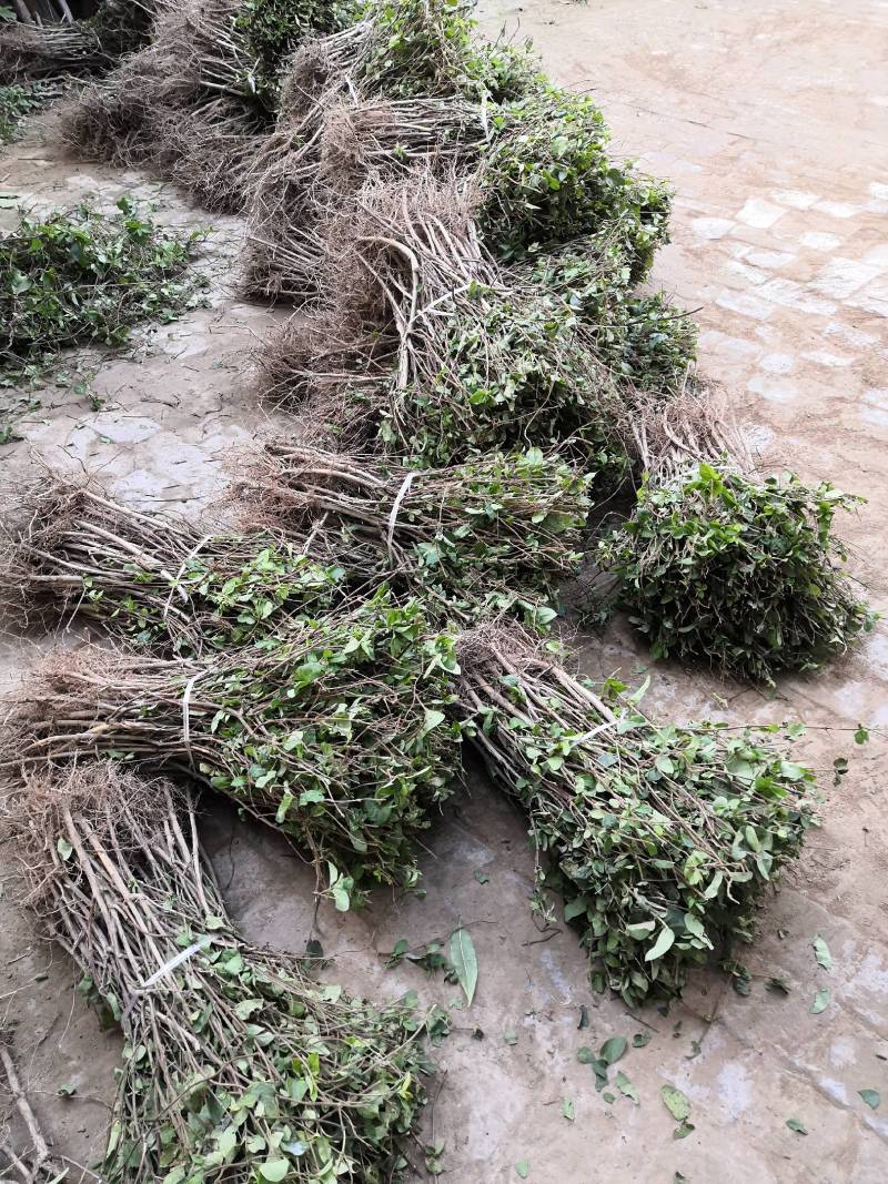 河南封丘县四季树形金银花苗（汇丰一号）正在出售