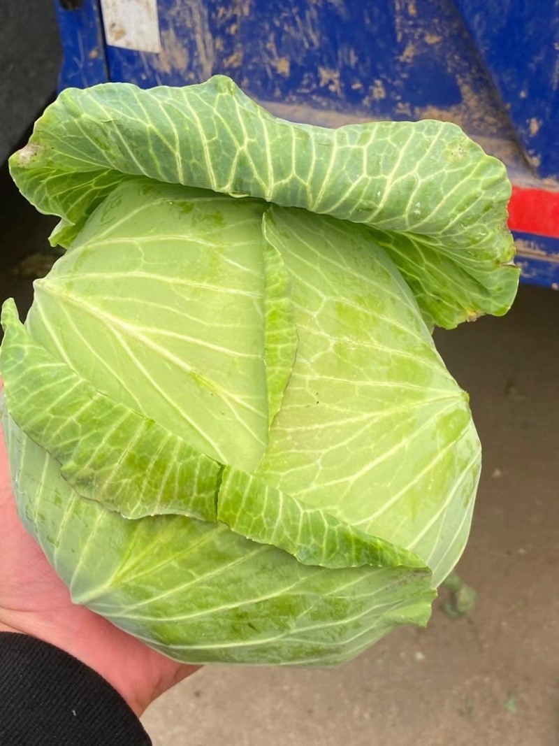 净菜上车，大量现货滴滴排位，赶紧联系我