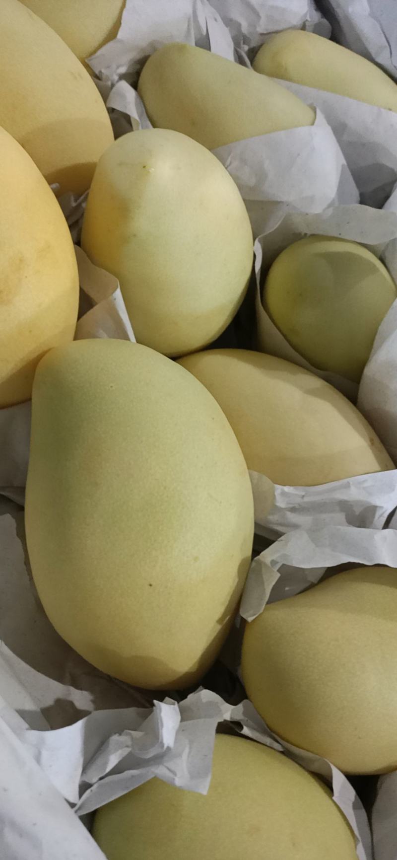 越南大青芒，高乐蜜场地直销