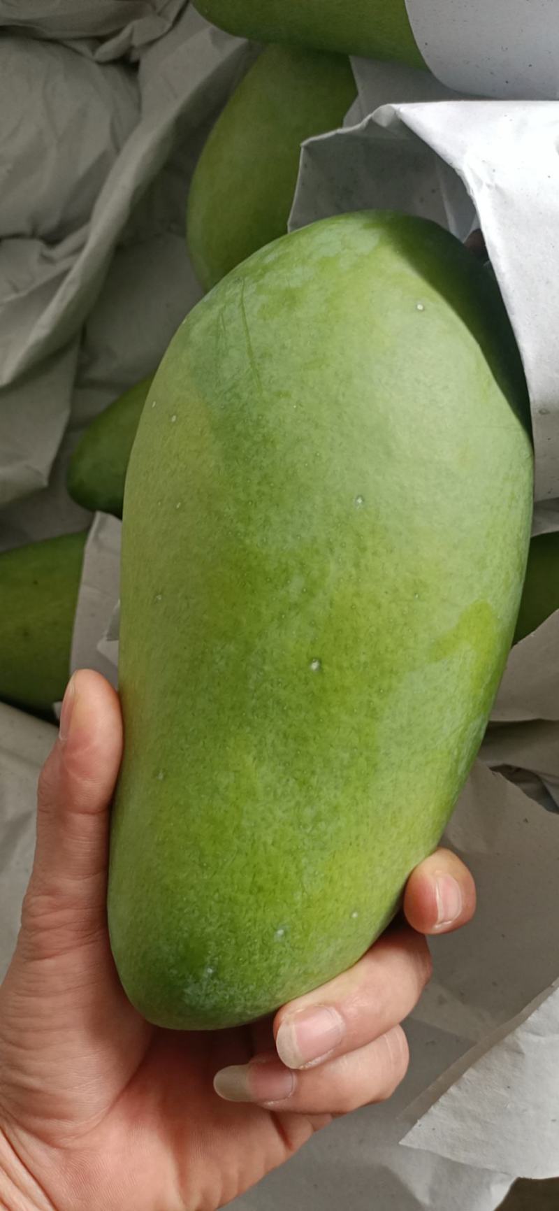 越南大青芒，高乐蜜场地直销