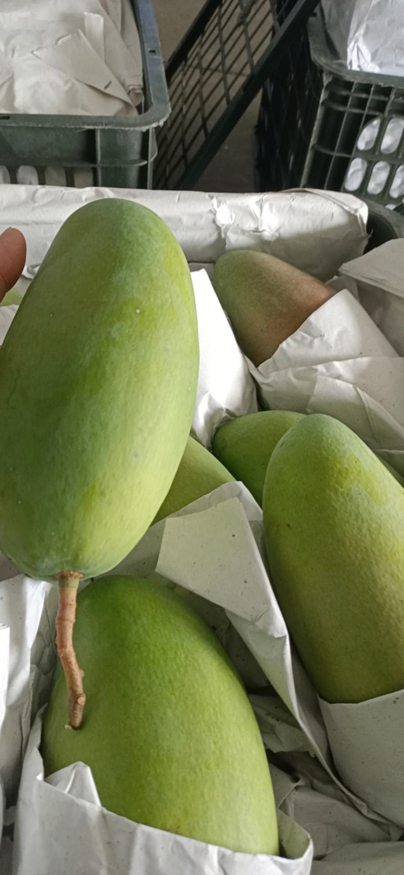 越南大青芒，高乐蜜场地直销