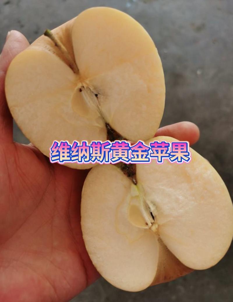 黄金维纳斯苹果苗口感甜脆品种纯正现挖先发货