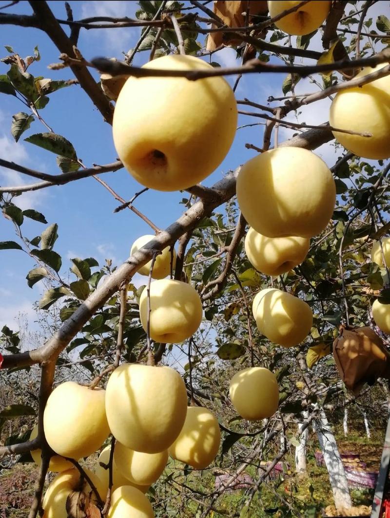 黄金维纳斯苹果苗口感甜脆品种纯正现挖先发货