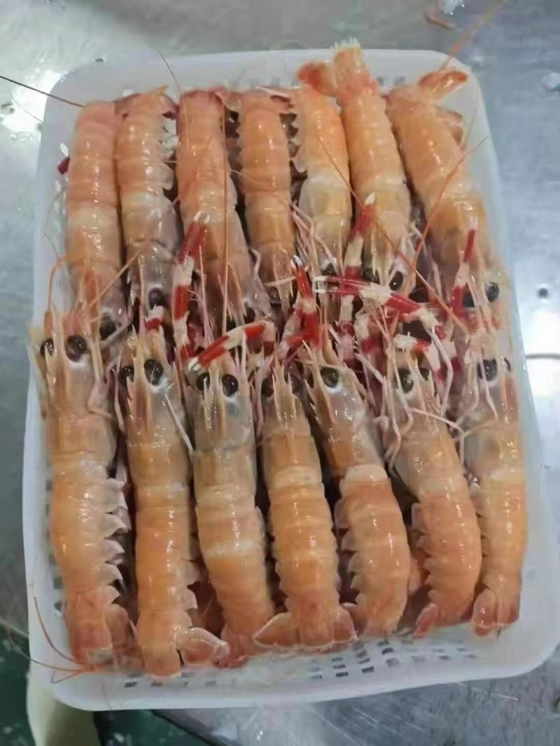 精品海鳌虾