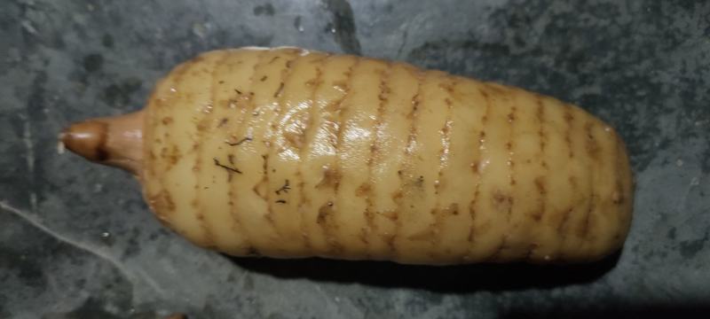 林下高海拔仿野生乌红天麻