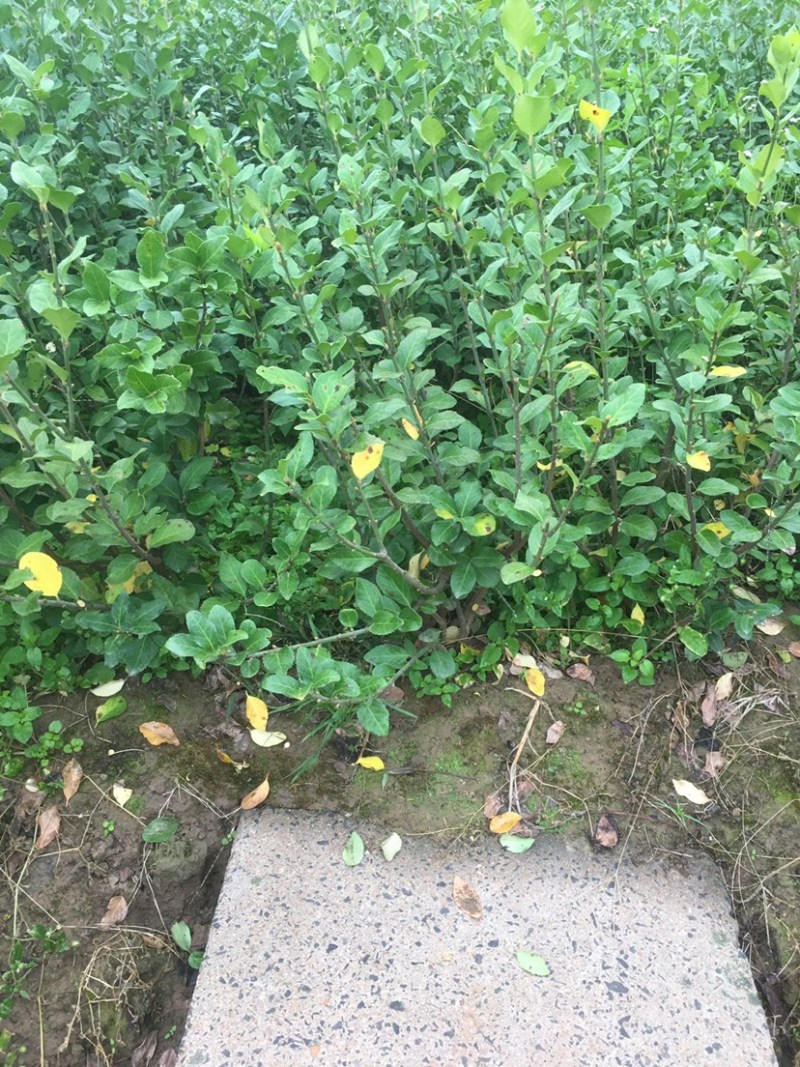 卫矛苗子。各种规格绿化苗子