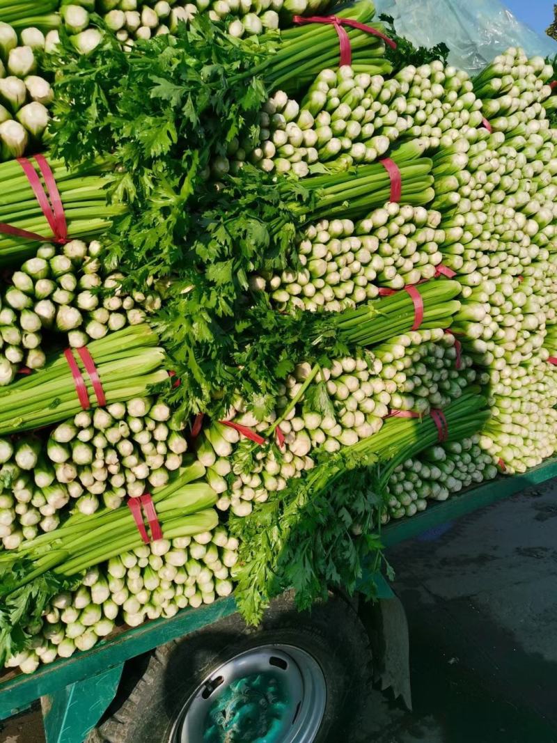 邯郸精品芹菜大量上市产地直供60到75左右货源充足