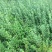 卫矛苗子。各种规格绿化苗子