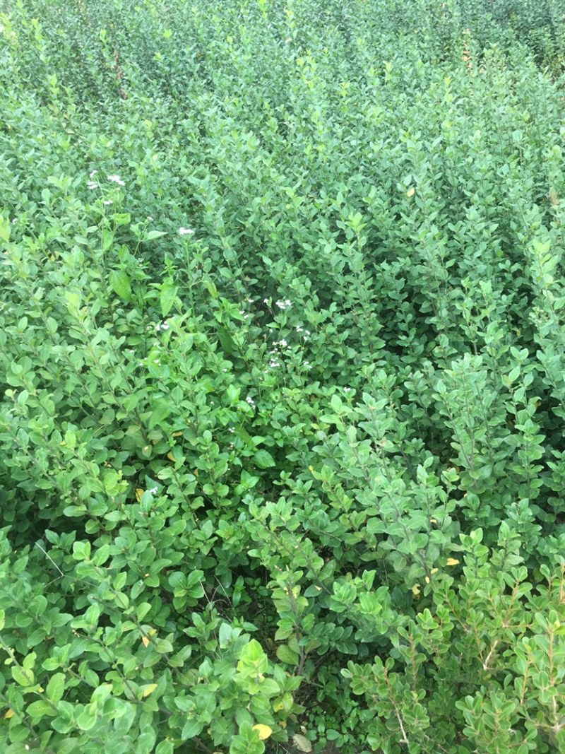 卫矛苗子。各种规格绿化苗子