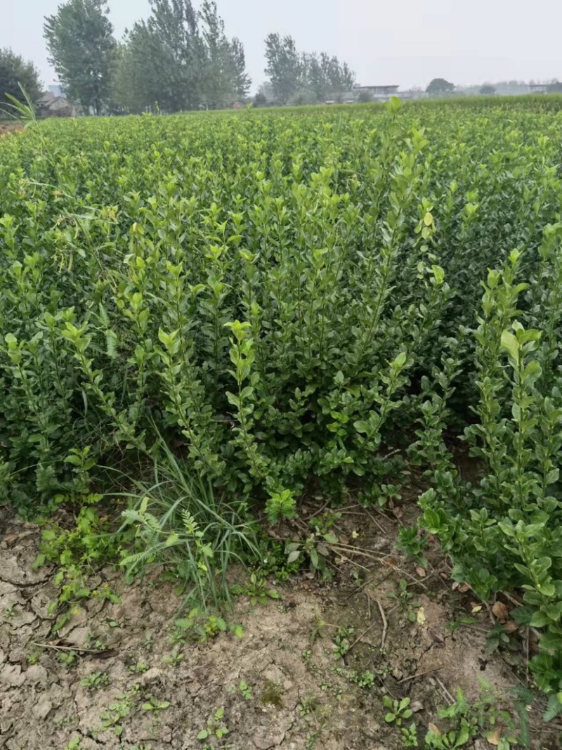 卫矛苗子。各种规格绿化苗子