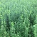 卫矛苗子。各种规格绿化苗子