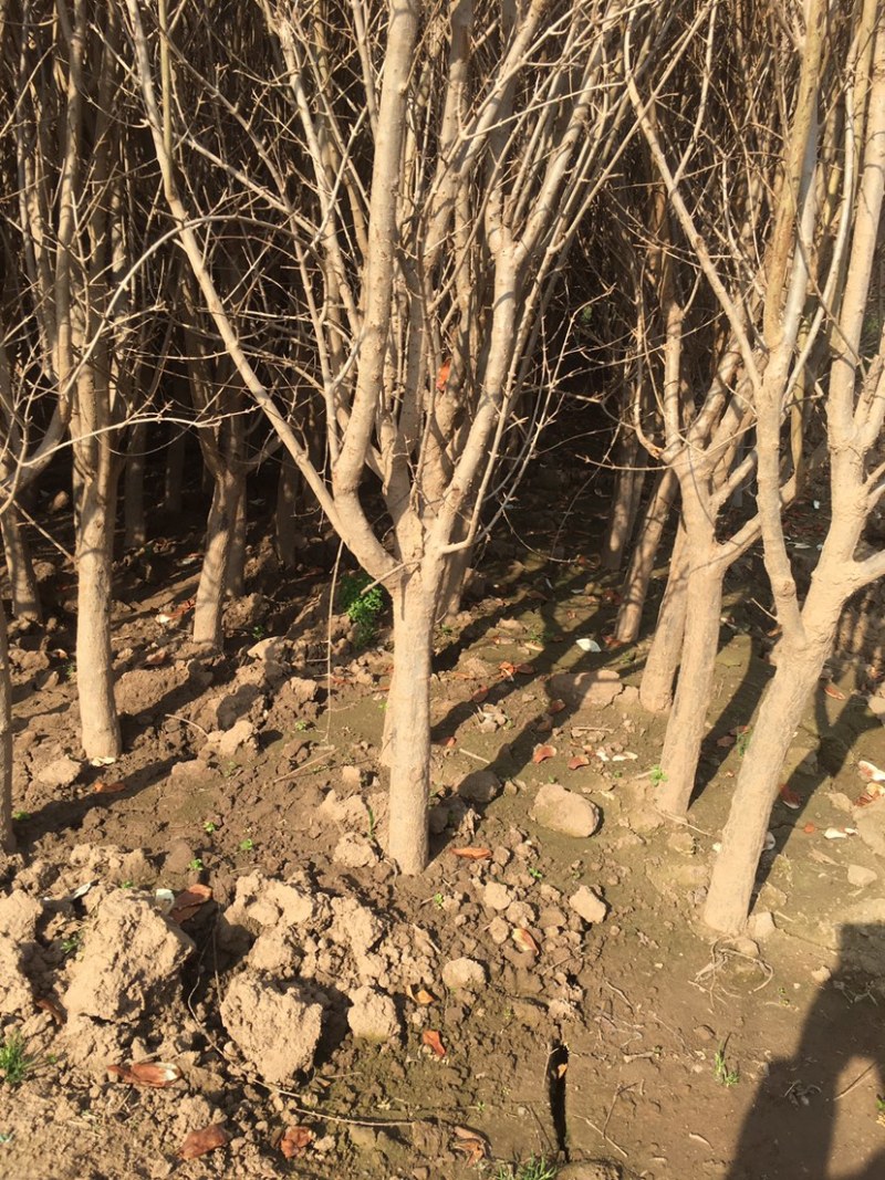 石榴树各种规格绿化工程苗子