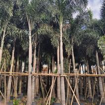 虎尾椰子高5到9米福建漳州苗木基地椰子树