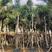 虎尾椰子高5到9米福建漳州苗木基地椰子树