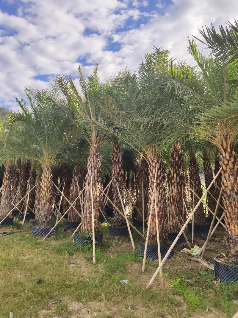 中东海枣高度1.5米到5米脱杆高度福建漳州苗木基地