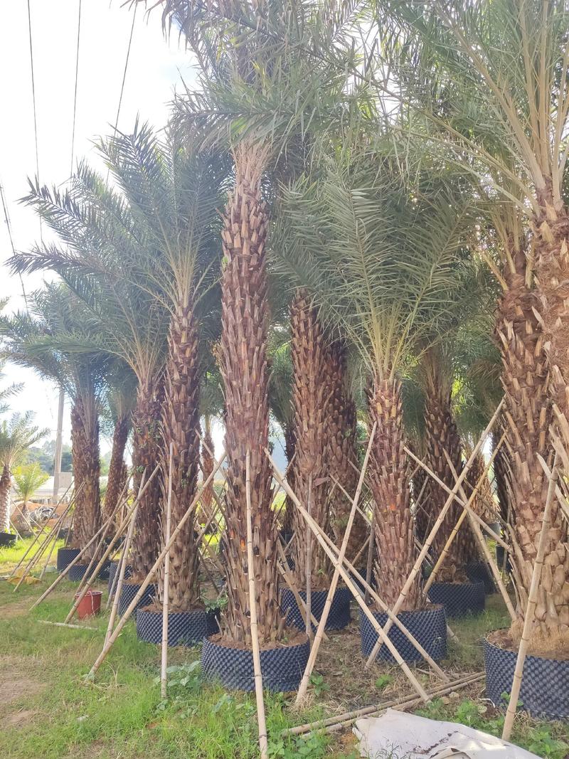 中东海枣高度1.5米到5米脱杆高度福建漳州苗木基地