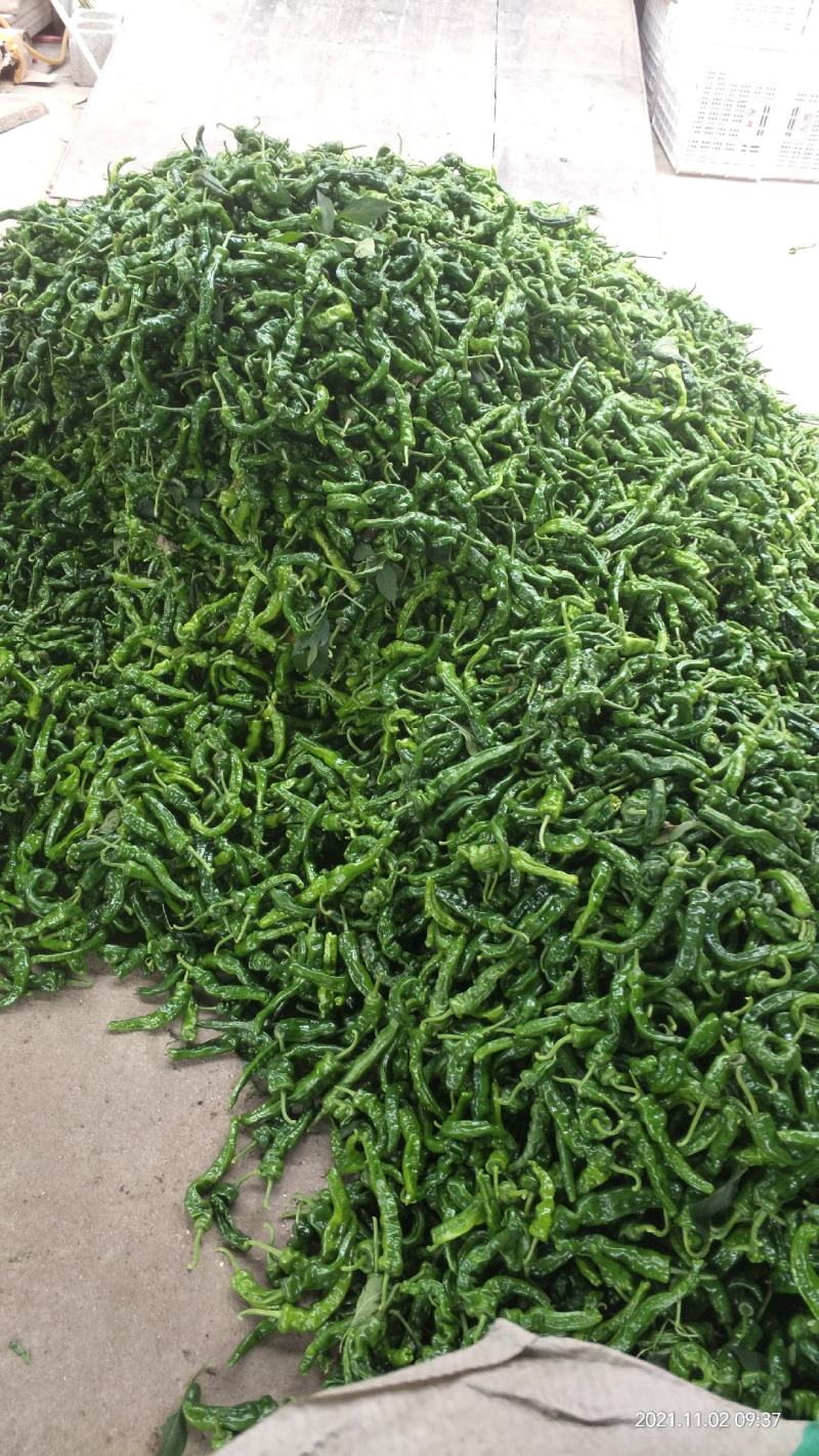 薄皮椒，皱皮椒