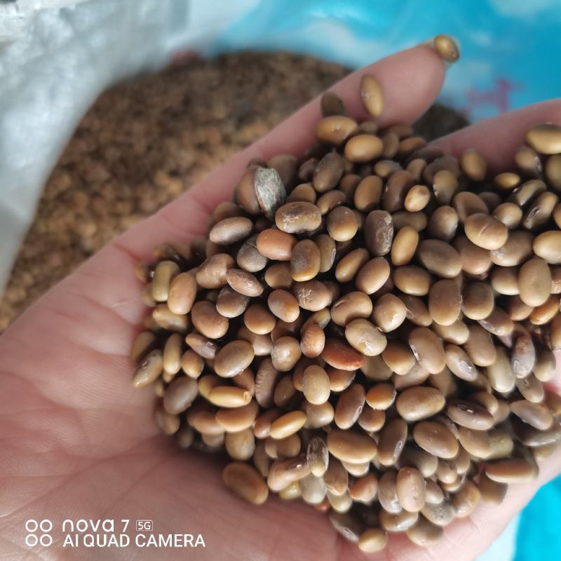 芽豆芽菜豆水泡豆茶豆生豆芽专用茶豆