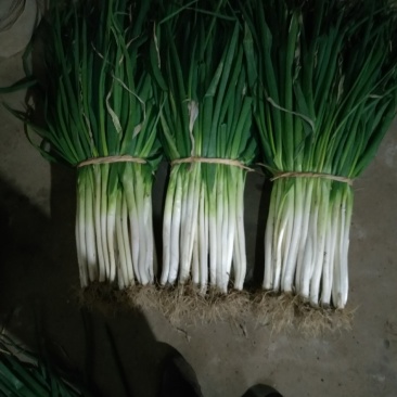 长白分葱白菜